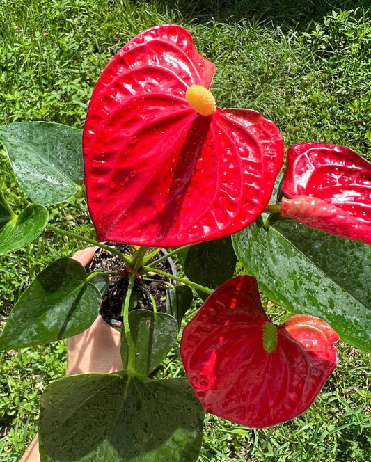 Anthurium Red Lily