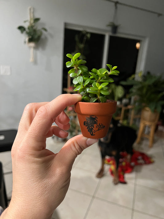 Mini Succulent Jade plant